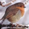 Robin