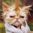 Scruffy Cat