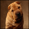 Sharpei