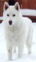Snowy wolf