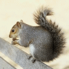 Squirrel2