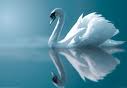 Swan lake