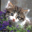 Sweet Kitty