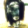 The Ox