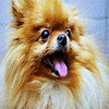 Tongue wagging