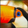 Toucan