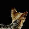 Yorky2