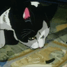 Cat drinking