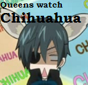 Ciel   queens watch chihuahua