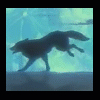 Wolf Moon