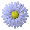 Daisy flower