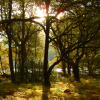 Forest2