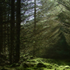 Forest3