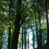Forest4