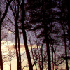 Forest5