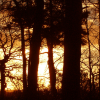 Forest7