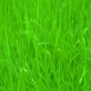 Grass