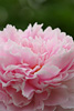Pink Flower