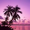 Pink Palms