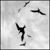 Sea Gulls2