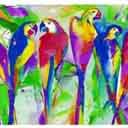 Tropical Birds
