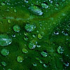 Water on a leaf