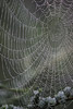 Web