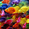 colorful avatar 008