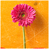 colorful avatar 033