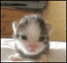 RAWR