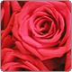 avatar326