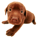 animal157