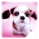 animal243