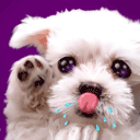 animal244