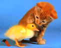 Funny3