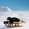 Pingu Sledging