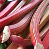 Rhubarb