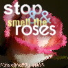 Stop and smell the roses