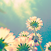 Summer flowers