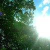 Sunburst