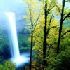 Trees and waterfall