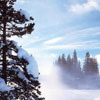 Trees in the Snow