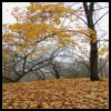 Falling leaves
