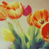 Flowers of orange