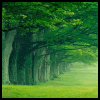 Green Trees