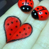 Ladybug love