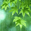 Rain on leaves