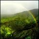 Rainforest Rainbow