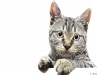 3d wallpaper 129