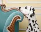Animals wallpaper 001